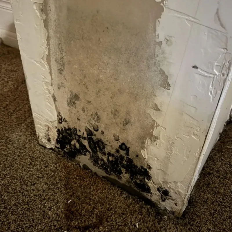 Professional Mold Removal in Charles City, IA